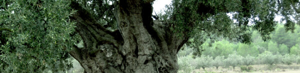 olivo antiguo "el abuelo"